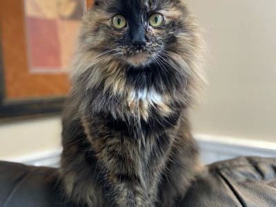 Data Visualisation Gallery (ITP2 Final)